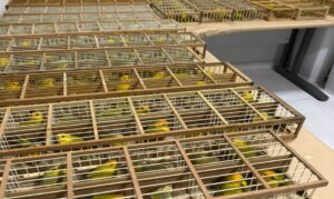 Canários-da-terra apreendidos em Boa Vista são devolvidos à Venezuela após reabilitação