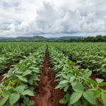 Chuvas favorecem desenvolvimento da safra de soja em Roraima, aponta Inmet