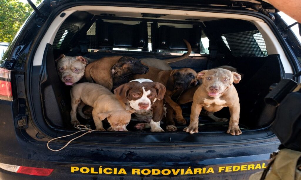 Sete cães são resgatados pela PRF em condições degradantes dentro de carro na BR-174, em Boa Vista