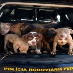 Sete cães são resgatados pela PRF em condições degradantes dentro de carro na BR-174, em Boa Vista