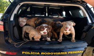 Sete cães são resgatados pela PRF em condições degradantes dentro de carro na BR-174, em Boa Vista